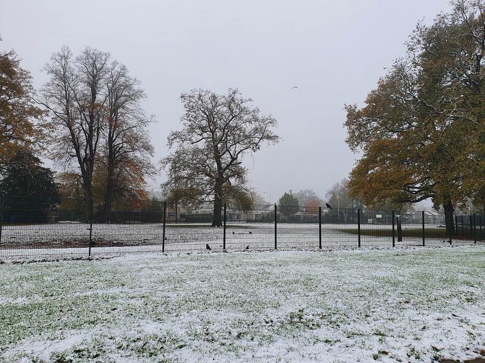 kis-ayi-hollanda-