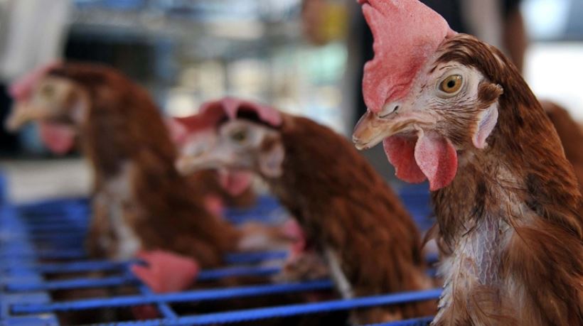 Kuş gribi salgını: Sebebi ne, insanları etkiler mi?