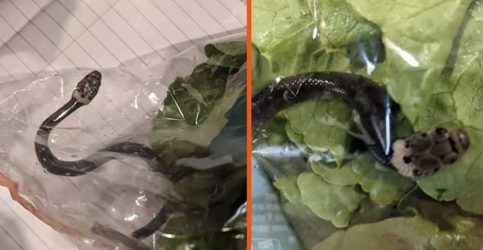 Aldı süpermarketin marulunda yılan çıktı