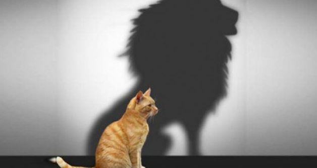 kedi-aslan-kibir