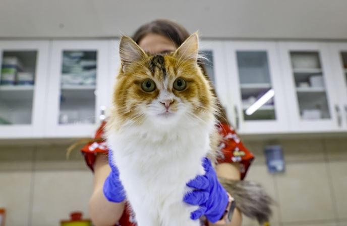 kedi-çip