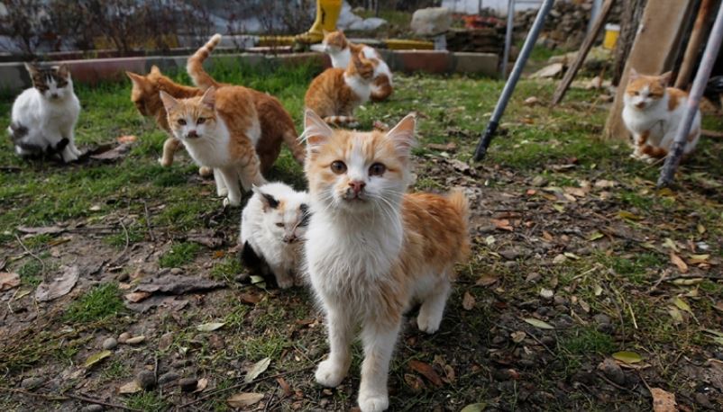 kedi