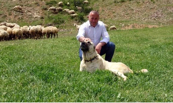 Hollanda’daki gurbetçi 22 yıl sonra köyünde hayvancılığa başladı