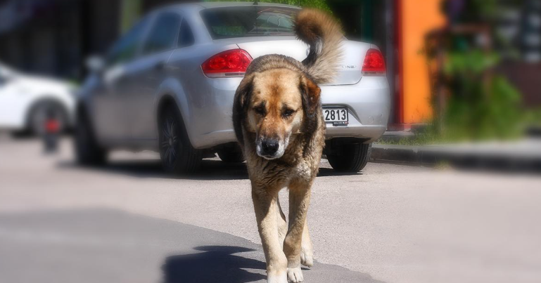 Hollandalı vekil Türkiye’nin sokak köpekleri meselesine dahil oldu