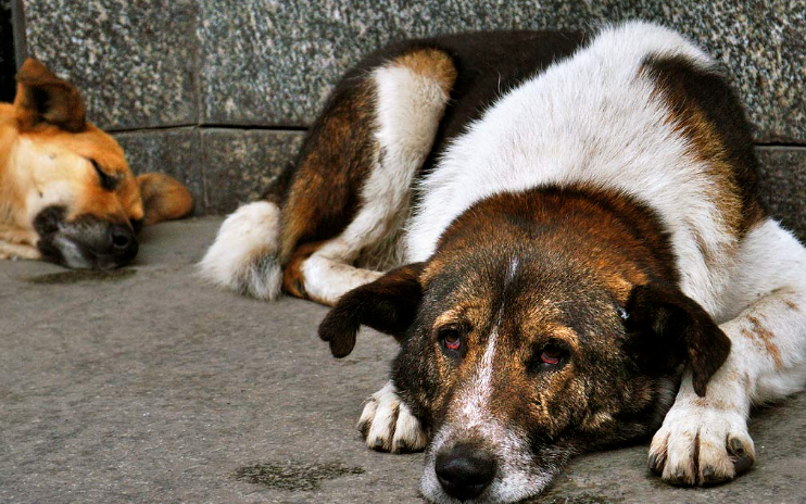 Türkiye’nin başı başıboş köpeklerle dertte: 20 ayda 53 can aldılar!