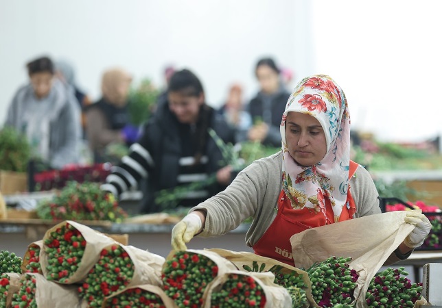 Başta Hollanda olmak üzere Türkiye’den Avrupa’daki sevgililere 70 milyon dal Türk çiçeği
