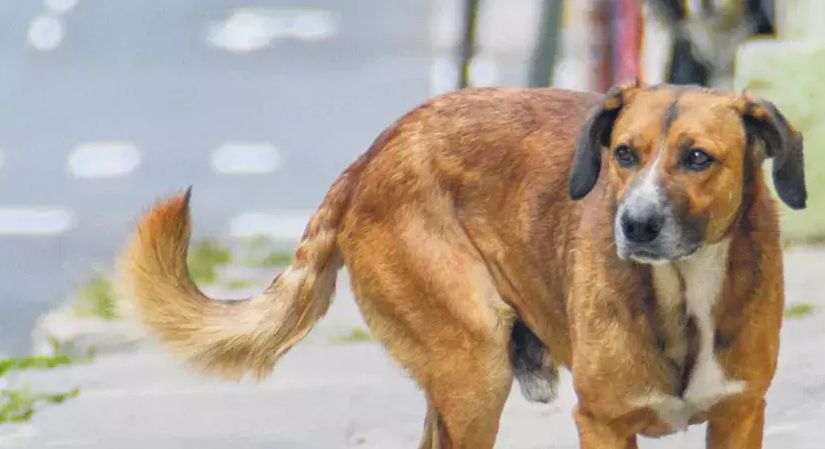 Sokak köpeğinin olmadığı ilk ülke Hollanda bunu nasıl başardı?