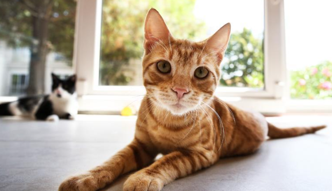 kedi-15
