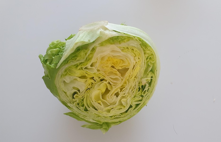 Hollanda’da marullarda daha fazla böcek görülmeye başlandı