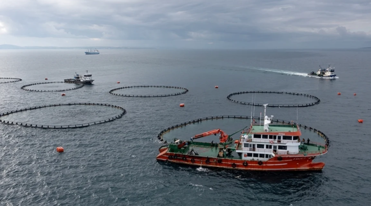 Karadeniz’den Hollanda’ya dehşet su ürünleri ihracatı