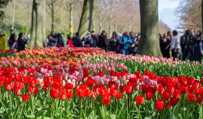keukenhof-hollanda-lale-bahcesi