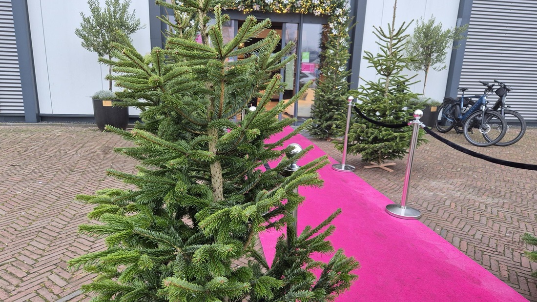 noel-agaci-yilbasi-2025-1