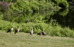 Arnhem’in kalbinde bir doğa mirası: Park Sonsbeek