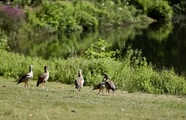 arnhem-sonsbeek-park