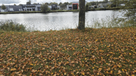 Hollanda’da kışa yumuşak giriş: Beyaz Noel yine uzak ihtimal