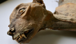 arabistan-cita-mumya-2026