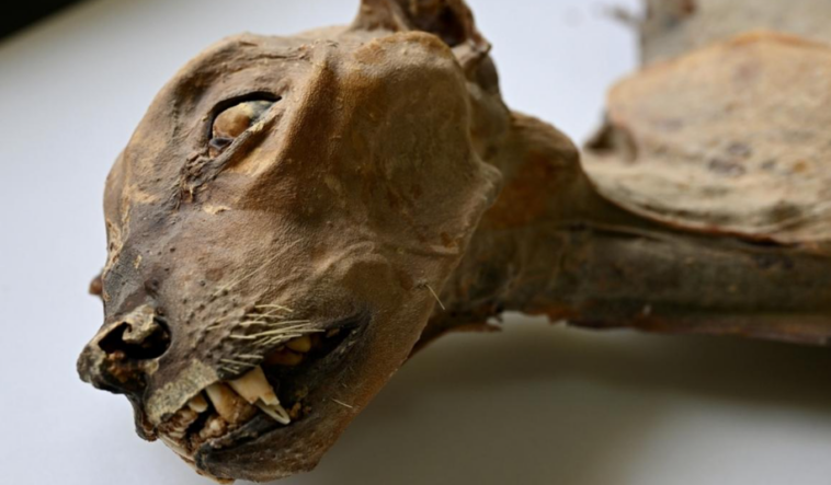 arabistan-cita-mumya-2026