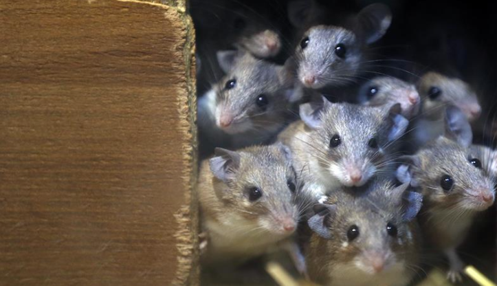 Hollanda’da haşere krizi: Restoranlar acil kapatılıyor