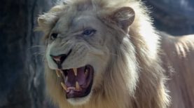 aslan-2026