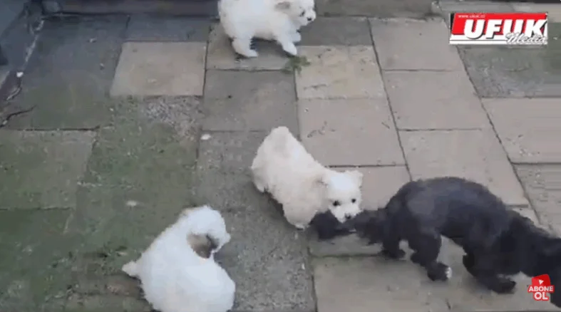 Minik köpeklerin aile saadeti